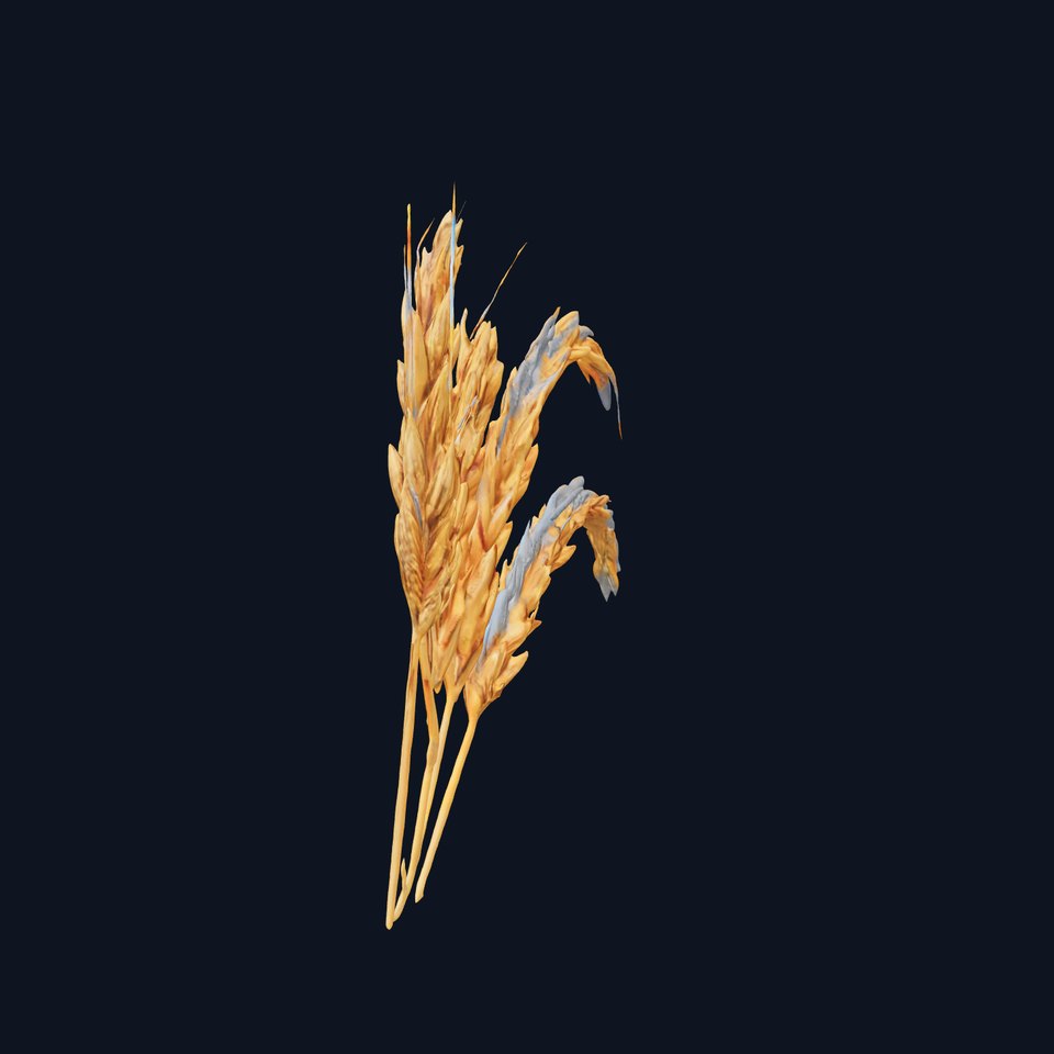 Realistic Wheat Harvest D Model Pack